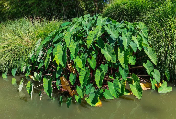 芋頭的形態參考照片